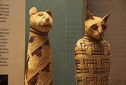 Two Egyptian cat mummies