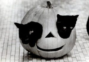 Two kittens in carved pumpkin