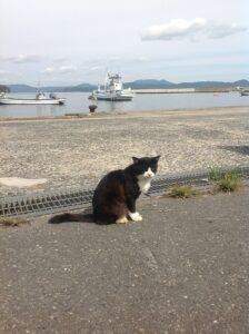 Black & white cat by rr tracks and sea