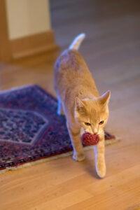 Orange cat carrying ball
