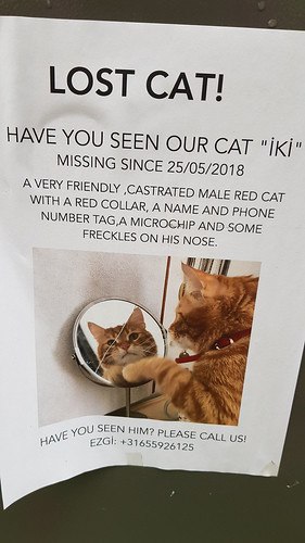 Lost cat poster for orange cat