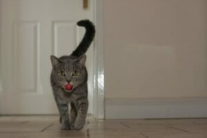 Grey tiger cat walking with small red ball in mouth