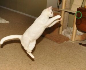 White cat chasing rubber ring