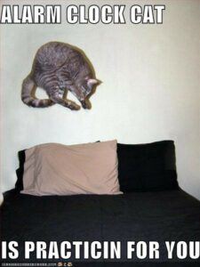 Grey tiger cat jumping above bed