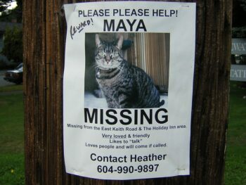 missing cat sign: Grey tiger tabby