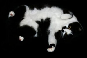 Tuxedo cat, showing his tummy
