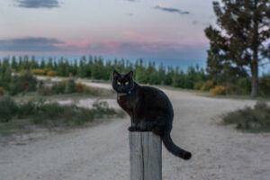 Black cat with collar atop post