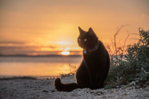 Black cat with collar & tag alone on beach