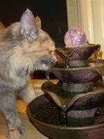 grey cat drinking from cat water fountain