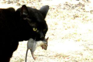 Black cat carrying mouse