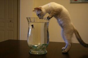 Young Siamese, peering at object in vase of water
