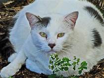 Very fat white cat