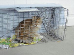 Feral cat in cage