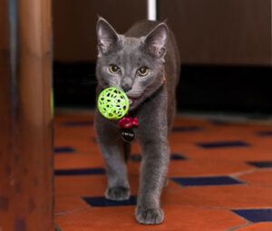Grey cat carrying toy