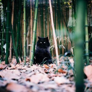 Black cat in bamboo forest