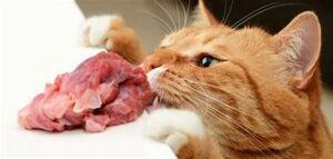 Orange cat helping himself to meat