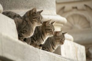 3 cats on a building ledge