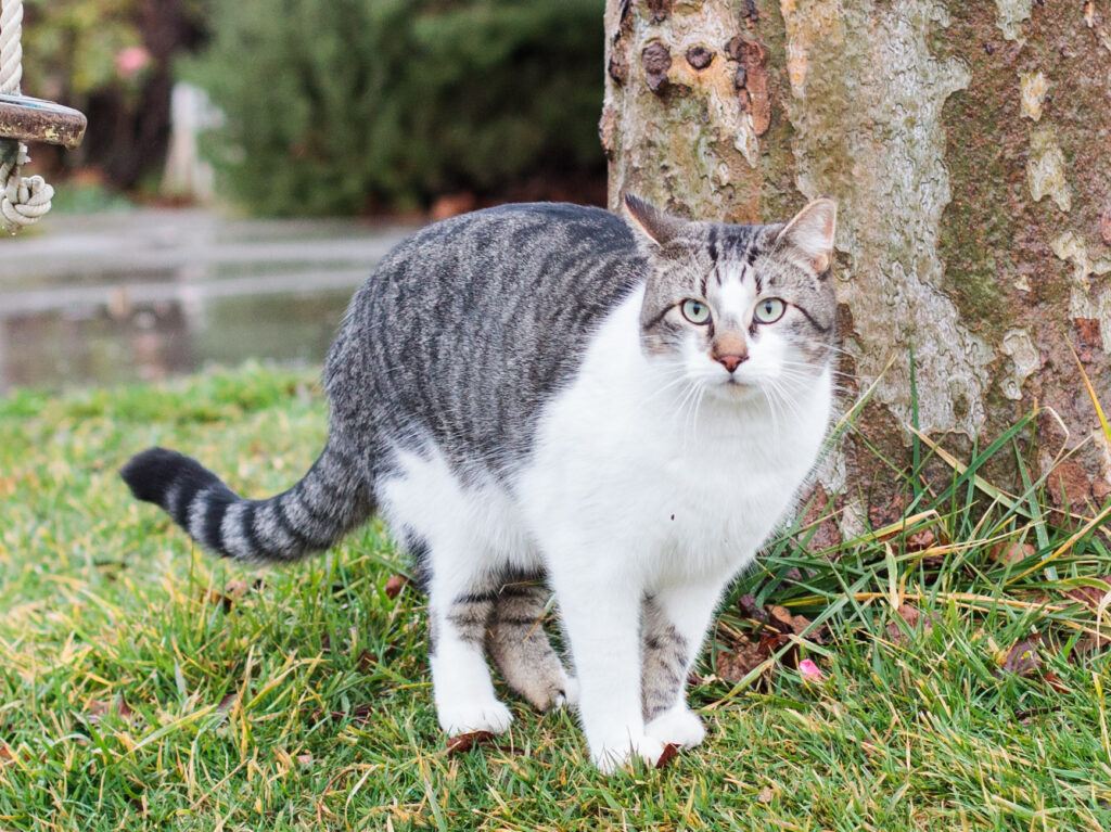 Grey & white cat outside