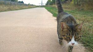 Tiger cat walking deserted road