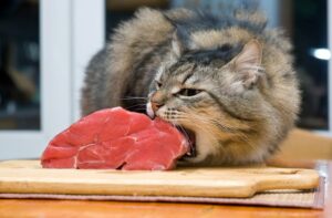 Grey cat grabbing a piece of meat