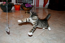 grey tiger kitten playing with hanging toy