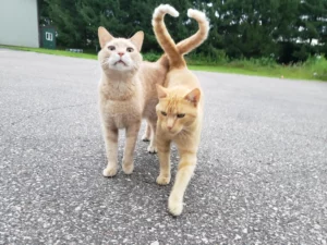 Two cats walking, tails intertwined in a heart