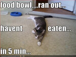 Small cat sprawled: "Food bowl...ran out...haven't eaten in 5 min...