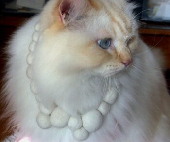White cat wearing white beads