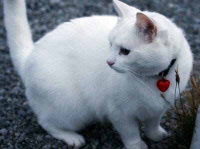 White cat wearing red heart necklace