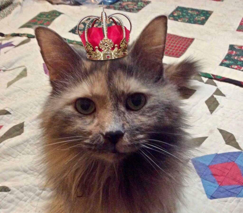 Tortie cat wearing small red & gold crown