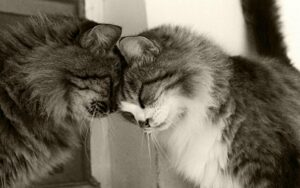 Two cats butting foreheads