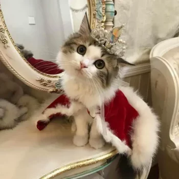 grey and white kitty wearing crown and red velvet robe