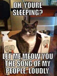 Grey & white cat sitting in box: "Oh, you're sleeping? Let me meow you the song of my people loudly