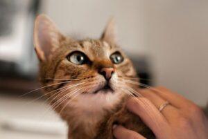 Head of tabby cat; hand scratching head