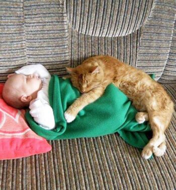 Orange cat sleeping with sleeping baby