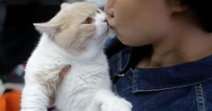 Human kissing white cat