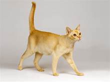 Orange cat walking, tail up