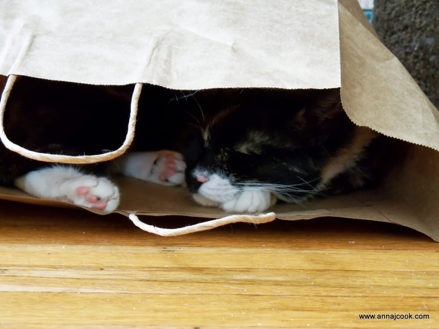 Have You Ever Asked, "Why Do Cats Like Boxes So Much?"