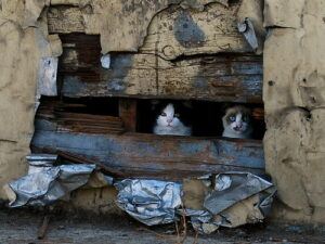two cats under a building