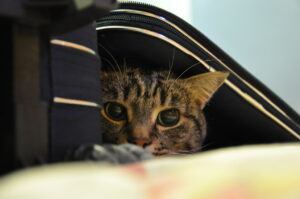 Cat hiding under suitcase cover