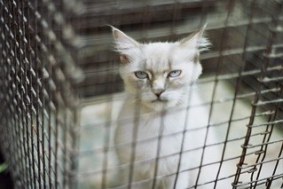 White cat in cage, looking unhappy