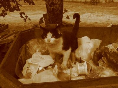 Black and white cat digging in dumpster