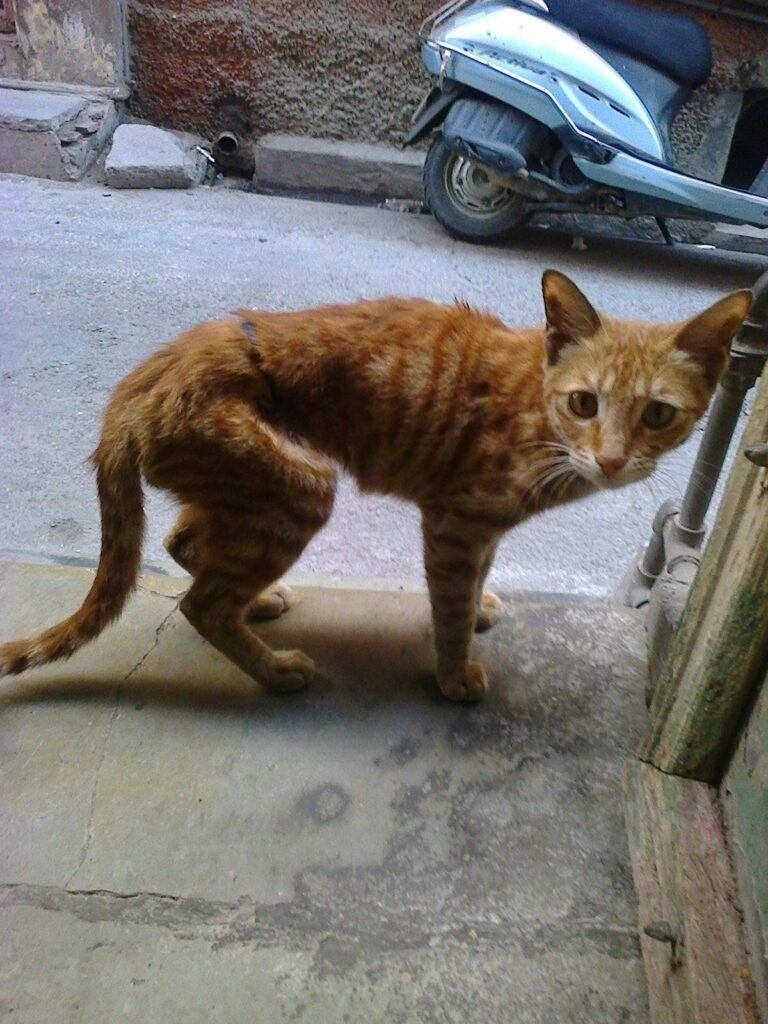 starving orange cat