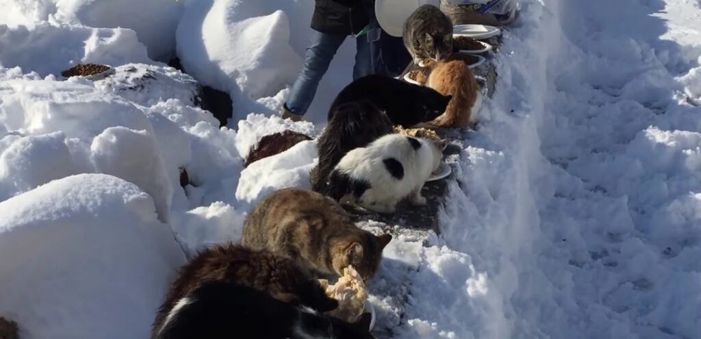Feeding strays in the snow