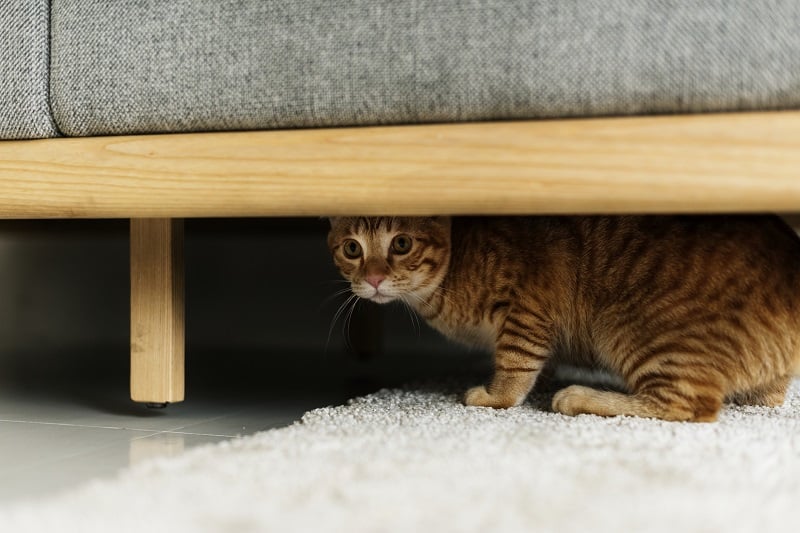 Cat under bed