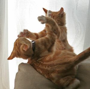 Two orange kittens mock fighting