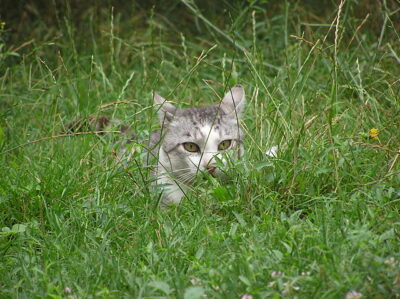 Cat sneaking through long grass