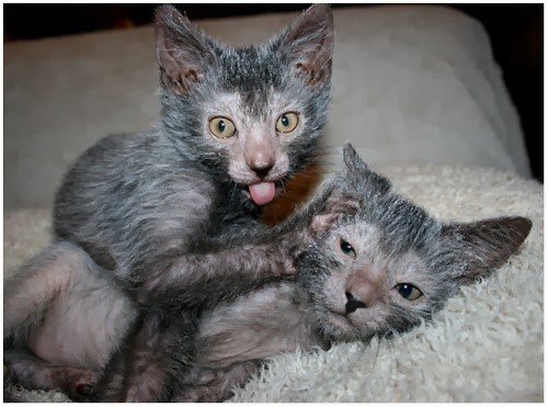 Two Lykoi kittens, bathing