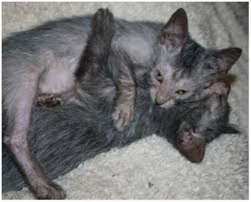 Two Lykoi kittens, embracing