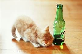 cat sniffing bottle of beer